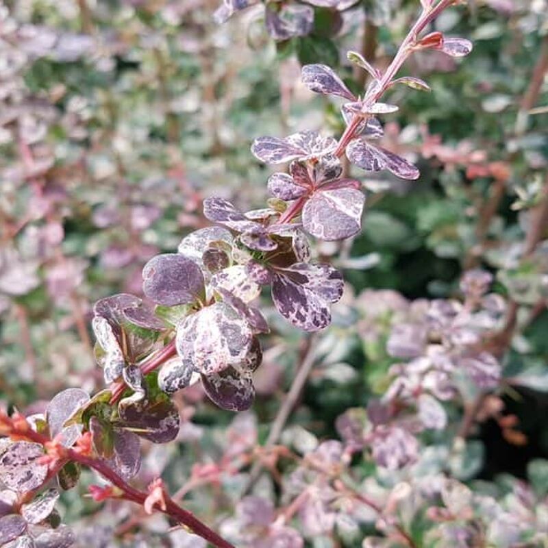 Berberis thunbergii f. atropurpurea 'Harlequin' (v) 40-60 cm